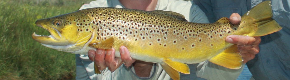 Madison river guides